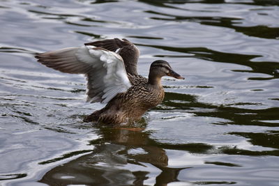 Duck in a lake