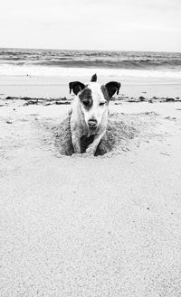 Dog on beach