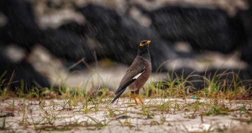 Myna on field during rain