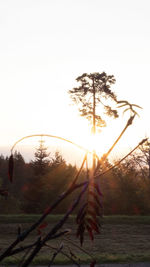 Trees on field against clear sky during sunset