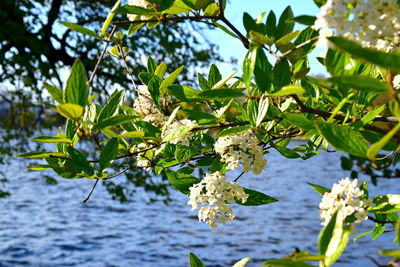 Close-up of flowers on tree