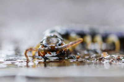 Close-up of insect on wood