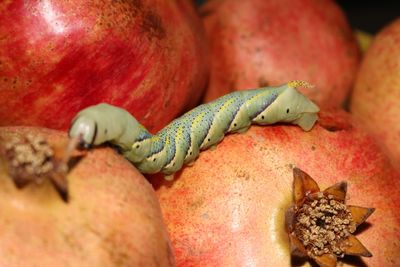 Close-up of lizard on fruit