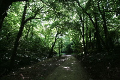 Trees in forest against sky