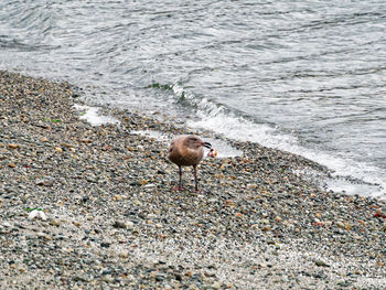 High angle view of seagull on beach