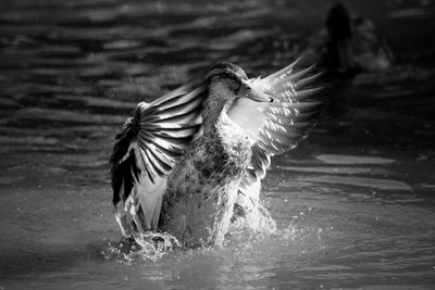 Close-up of birds in water