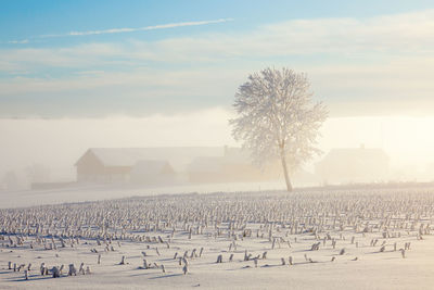 Scenic view of tree in mist  against sky