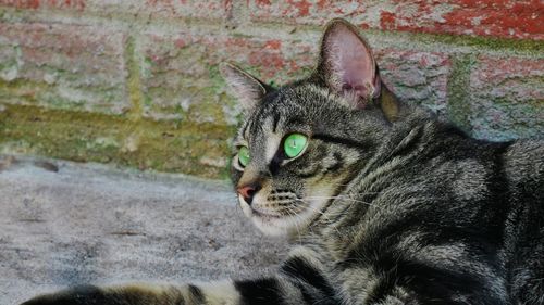 Close-up of a cat looking away