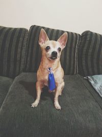 Portrait of dog sitting on sofa at home