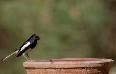 Close-up of bird perching outdoors