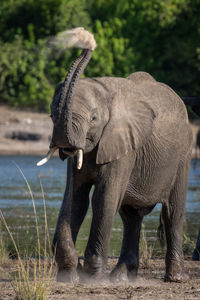 Elephants drinking water