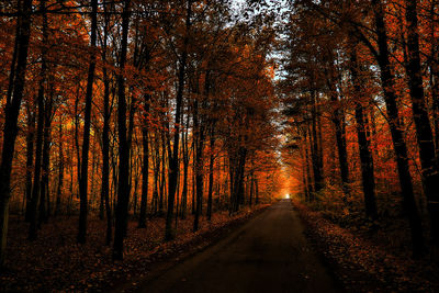 I took it in the forest near to drozdowo in poland.