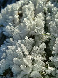 Close-up of white flowers