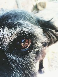 Close-up of a dog