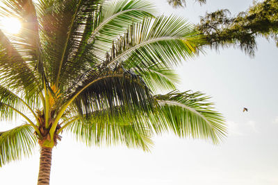 Low angle view of palm tree against sky