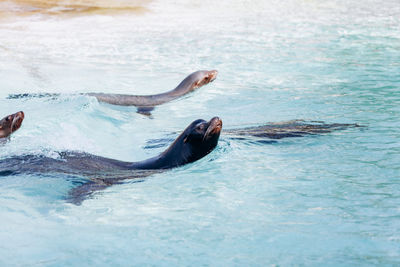 View of a turtle in the sea