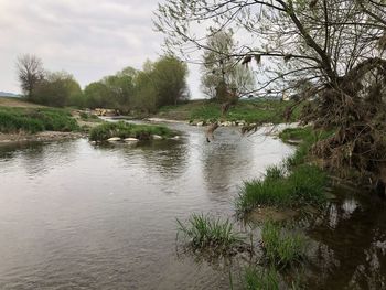 Scenic view of river amidst trees in forest against sky