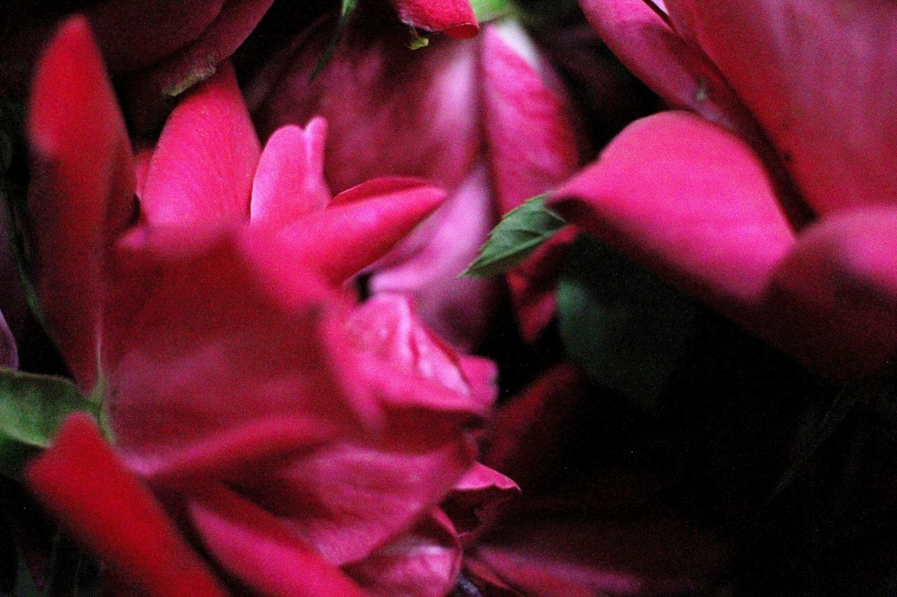 CLOSE-UP OF PINK ROSES