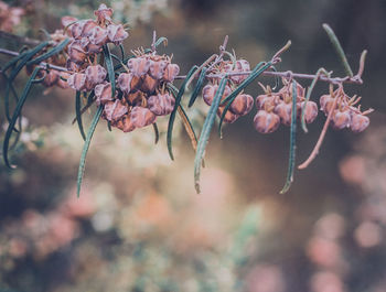 Close-up of pink flowers