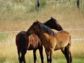 Horses in ranch