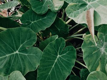 Close-up of green leaves