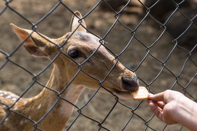 View of deer eating through fence