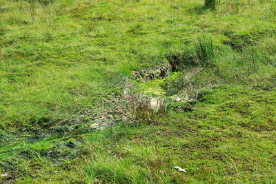 High angle view of green plants on field