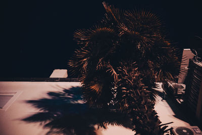 Close-up of palm tree against sky at night