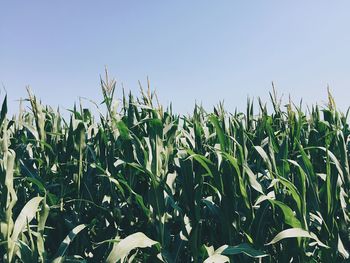 Plants growing in field