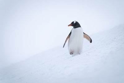 Gentoo penguin crosses snowy hill turning head