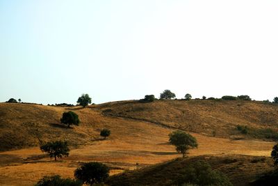 Scenic view of field against clear sky