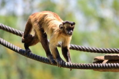 Close-up of monkey on rope