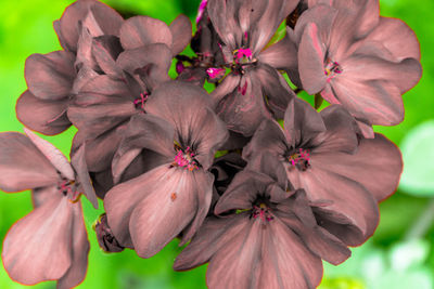 Close-up of purple flowering plant