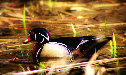 Side view of a duck swimming in lake