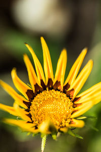 Close-up of flower blooming outdoors