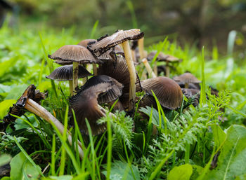 Close-up of mushrooms growing on land