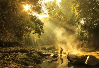 Solitude with sunrise. scenic view of river in forest