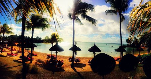 Palm trees on beach