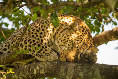 Close-up of a cat on tree