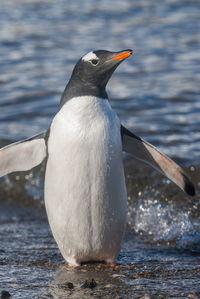 Close-up of penguin