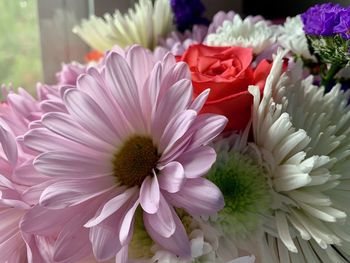 Close-up of pink daisy flowers