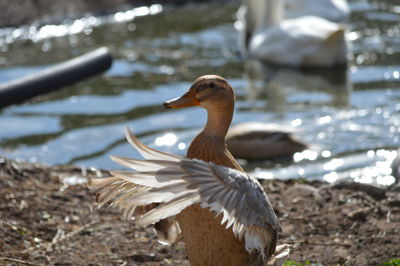 Close-up of swan on lake