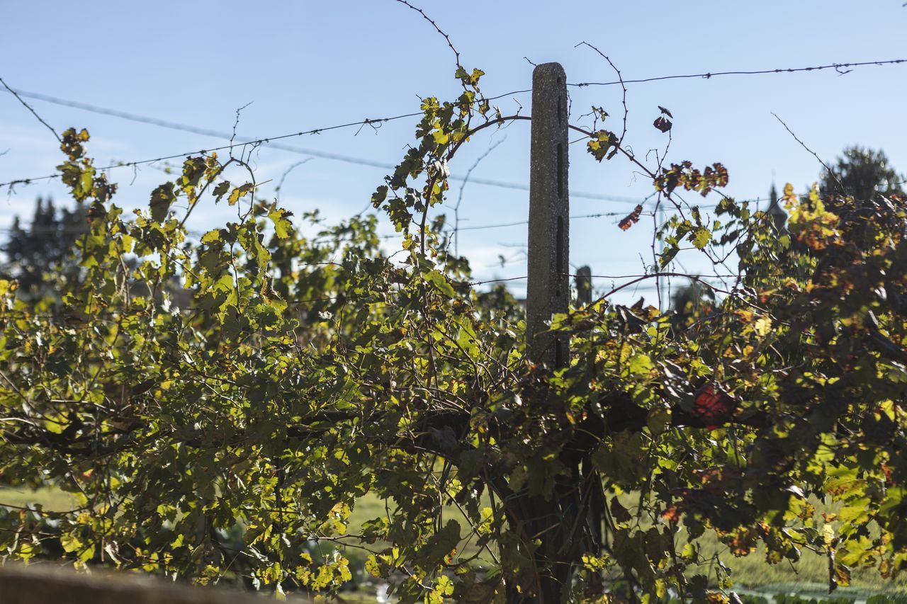 plant, flower, nature, sky, growth, tree, fruit, food, yellow, no people, agriculture, fence, food and drink, outdoors, day, branch, shrub, healthy eating, autumn, crop, technology, clear sky, wire, cable, low angle view, leaf, protection, beauty in nature, sunny, fruit tree, electricity, security