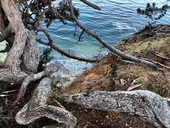 High angle view of driftwood in forest