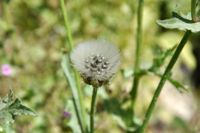Close-up of white flowering plant