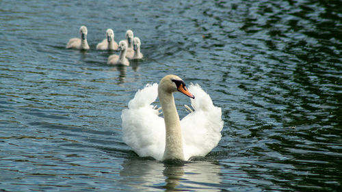 Large white mute swan swans young and cygnets in bevy group low level close up