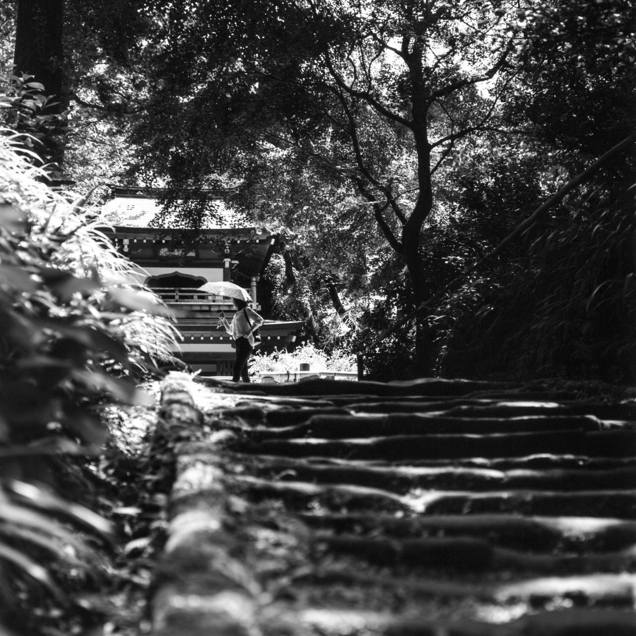 tree, plant, black and white, nature, monochrome photography, monochrome, day, transportation, black, growth, mode of transportation, outdoors, land vehicle, motor vehicle, car, darkness, no people, water, architecture, snow, branch, forest, the way forward, sunlight, built structure, vehicle