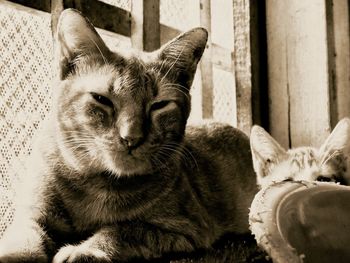 Close-up portrait of cat sitting