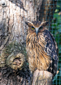 Close-up of bird