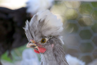 Close-up of a bird